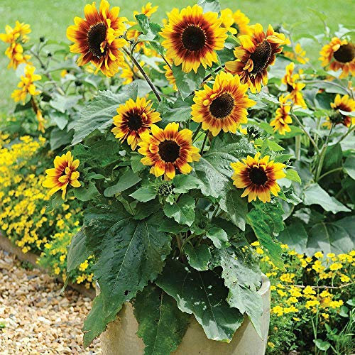 Sunflower 'Solar Flash' Seeds Hardy Annual Flower Garden Plants Easy to Grow Your Own 1 Packet of 10 Seeds by Thompson and Morgan