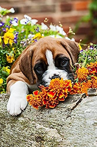 EPTIC DIY 5D Diamond Painting Kit Vollbohrer Blumen Von Welpen Boxer Hund Diamantmalerei Kreuzstich Malerei Strass Stickerei Handwerk Für Zuhause Wanddekoration 40x40CM