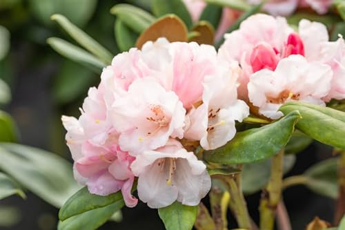 Rhododendron yakushimanum 'Wanna Bee' 50-60 cm - Rhododendron, gelbe Blüten, Blütezeit Mai-Juni, ideal für Halbschatten, immergrün, winterhart