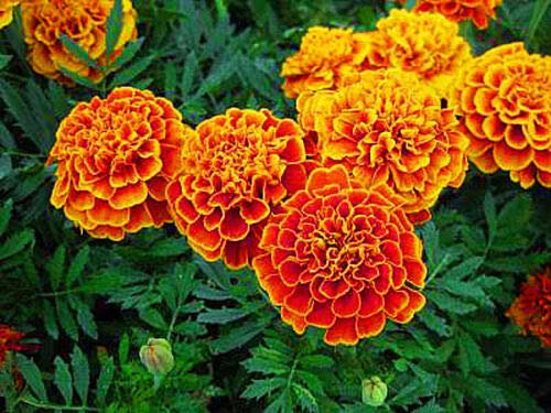 Semi frais - Souci - 300 semi - Tagetes - Safari Scarlet - Brodo profondo con bordi gialli