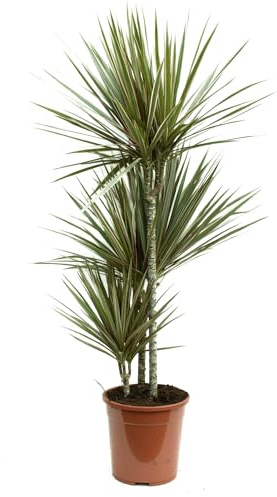 Dracaena Bicolor – Exotischer Drachenbaum mit 3 Stämmen (120-140 cm) | Pflegeleichte Zimmerpflanze für bessere Luft & stilvolle Raumgestaltung
