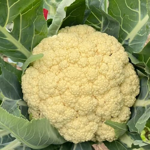 semi di cavolfiore - biologici, varietà antiche decorative 80pcs