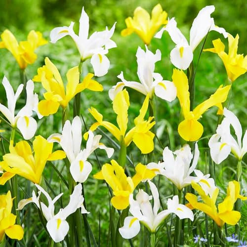 Collezione di Iris olandese giallo-bianco-arancio (50 pièces), 5 varietà/colori, perenni, resistenti all'inverno Bulbi da fiore dall'Olanda per giardino, vaso (bulbi grandi, senza semi)