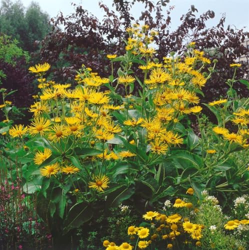 Inula helenium 11 cm Topf – Winterhart, Mehrjährig, Pflegeleicht – Echter Alant – Staude für Beet & Naturgarten