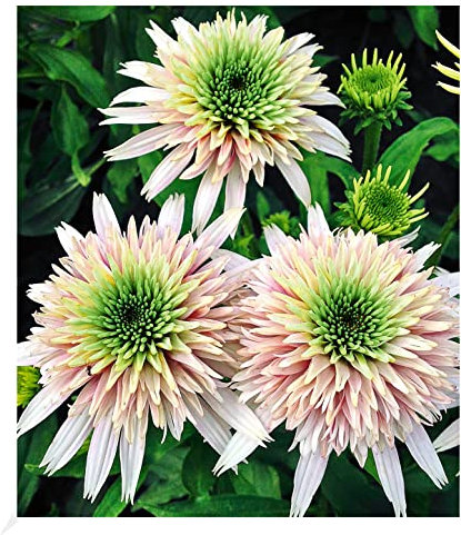 BALDUR Garten Echinacea Cherry Fluff, 1 Knolle, winterharte Staude, mehrjährig, pflegeleicht, blühend, Schnittblume, Echinacea purpurea, dichter und kompakter Wuchs