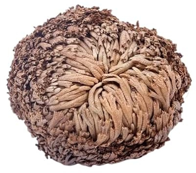 Rosa de Jericó La Planta de la Fortuna que Atrae el Dinero