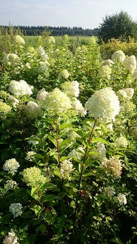 Hortensie Limelight reich- und lang blühend 60-80 cm