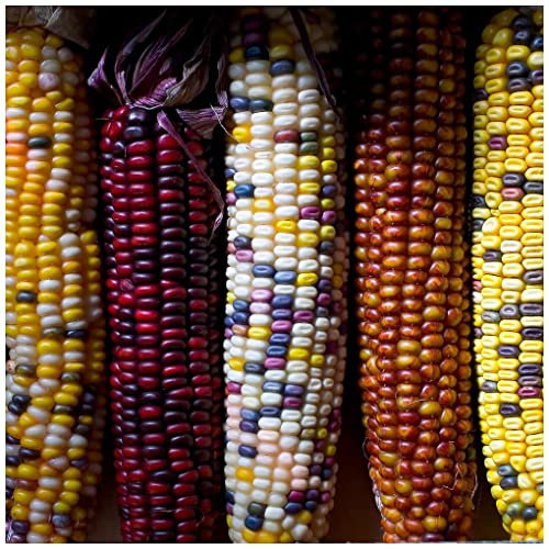 PREMIER SEEDS DIRECT - Flint SWEETCORN Fiesta - 30 Finest Seeds
