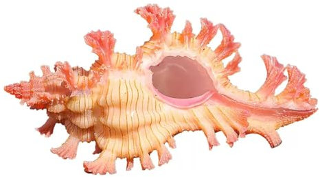 Coquillage naturel de coquille de noix de Conque， Coquillages Escargot Mille Mains 3,5-4 Cm Conque Naturelle Parfait for la Décoration de Mariage Fête à Thème de Plage, Décorations for la Maison, Bric