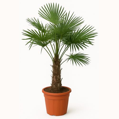 Bloomique - Trachycarpus fortunei - Palma a ventaglio cinese - Palma resistente - Piante da giardino - Alta 120-150 cm - Vaso 30 cm
