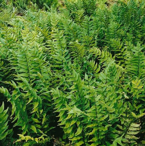 Cyrtomium fortunei 'Clivicola' 20–30 cm – Winterhart, Immergrün, Pflegeleicht – Glücksfarn – Schattenstaude für Garten & Kübel