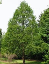 25 grani – Séquoia semi-Alba (Metasequoia glyptostroboides)