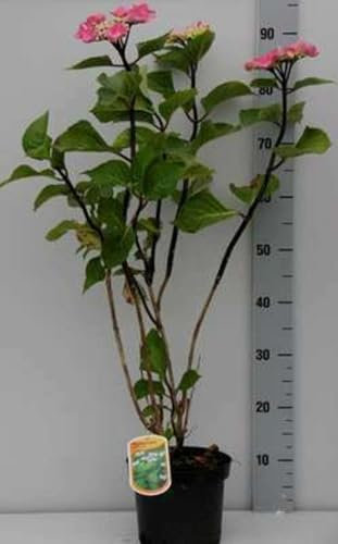 Hydrangea macr. 'Zorro'® - Hortensia 'Zorro' 25-30 cm en pot