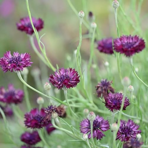 Fiordaliso reales bonsái di interni giardino di semi interni perenni selvaggio resistente, autunno, perenne 1200pcs