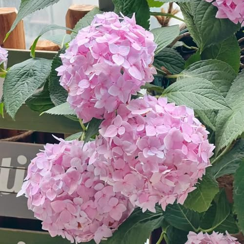Semillas de hortensias - organicas semillas abeja semillas de interior 400pcs