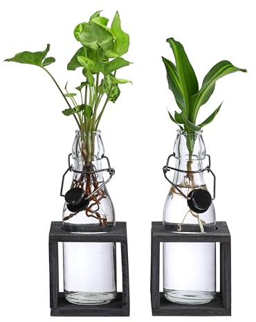 Dehner Waterplant Set, in Flaschen, 2-teilig, Höhe je ca. 28 cm | Wasserpflanzen-Set, je 1x Purpurtute Snow White, Drachenbaum Burley, für halbschattige bis schattige Standorte