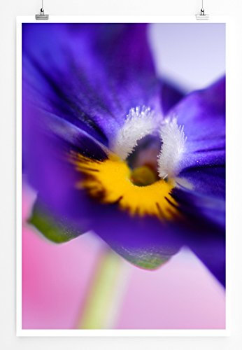 Eau Zone Home Bild - Naturbilder – Blaue Blüte- Poster Fotodruck in höchster Qualität