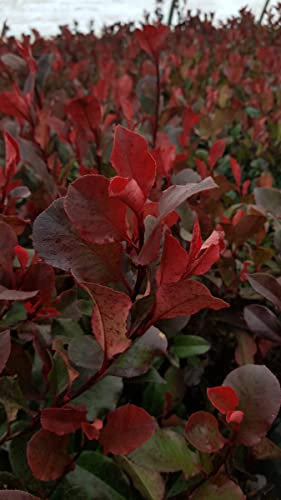 Photinia x fraseri 'Little Red Robin' / Photinia de Fraser nain 'Little Red Robin' / Conteneur de 7 à 10 litres