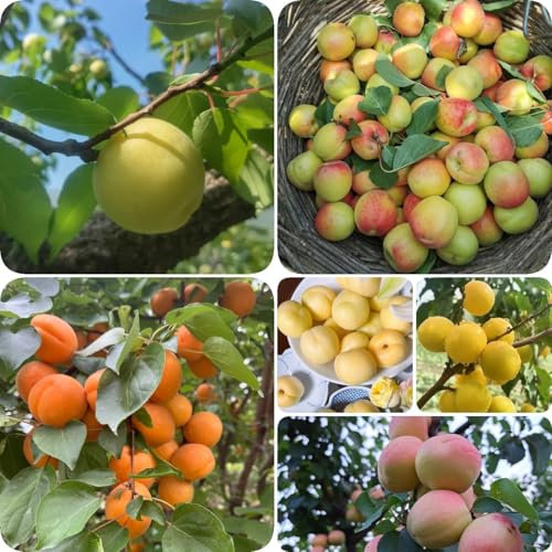 30 piezas Semillas de albaricoquero fruta columnar fresca Semillas de albaricoquero fruta semilla macetas jardín regalo Árbol de albaricoquero resistente árboles frutales columnares,