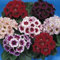 150 Stück ROSA PUSSYTOES Pflanzen:Seeds Only