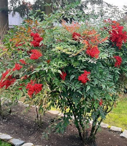 BALDUR Garten 1x Himmelsbambus Nandina domestica, Pflanze im 2-Liter-Topf