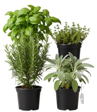 Huerto en Casa de 4 Plantas Aromáticas DECOALIVE | Albahaca, Romero, Tomillo y Salvia en Maceta Viva