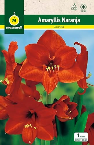 Mascarell Semillas, AMARYLLIS NARANJA, Semillas Bulbosas, Bulbos de Flores Otoño/Primavera Fácil de Cultivar, Bolsa 1 Bulbo