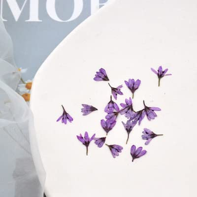 100 getrocknete, gepresste Lysimachia-Blumen, Pflanzen, Herbarium, Schmuck, Postkarte, Einladungskarte, Handyhülle, Lesezeichen, DIY-Lila