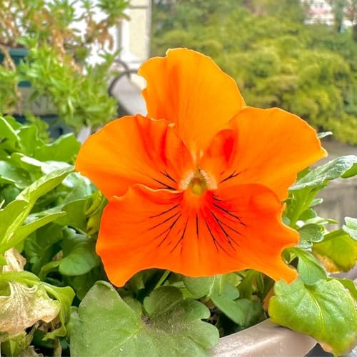 Semi di viola cornuta, Viola cornuta - di giardino semi di decorazione del giardino per esterno varietà antiche 150pcs
