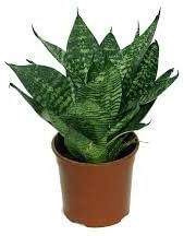 Hahnii PLANTA NATURAL (LENGUA DE SUEGRA) SANSEVIERIA TRIFASCIATA Hahnii MACETA 8.55CM PERFECTA PARA INTERIOR Depuradora del ambiente