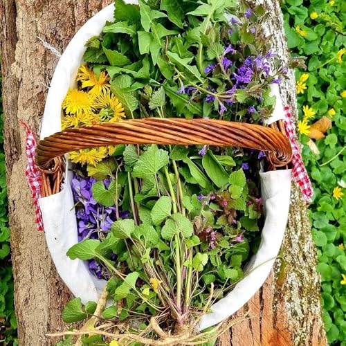 semi di edera terrestre,decorazione da giardino,decorazione moderna del soggiorno giardino 350pcs