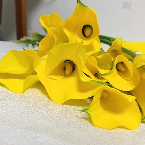7bulbi di calla resistenti, perenne di calle, primaverile, rara da balcone, crescita, mini giardino