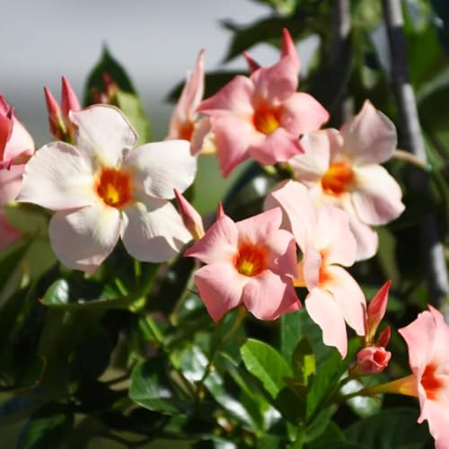 Mandevilla Dipladenia - blumenstauden winterhart blumensaat blumenbeet balkon blumengarten blumendeko schmetterlingsflieder frühlingsblumen bonsai topf balkonpflanze blumenwiese 100samen