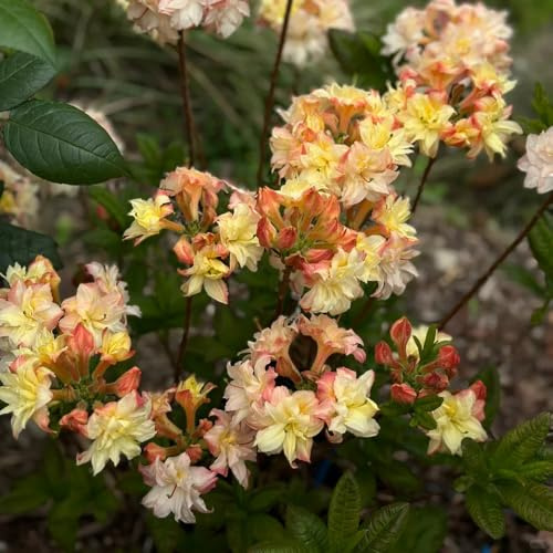 semi di rododendro - Giardino roccioso resistenti 120pcs