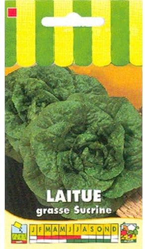Sachet de graines de Laitue grasse Sucrine - 3 g - légume feuille - LES GRAINES BOCQUET