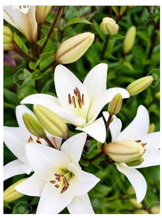 JARDIN202 - Liliums LA | Flor Natural | Ramo de 10 tallos | 80cm de alto | Blanco