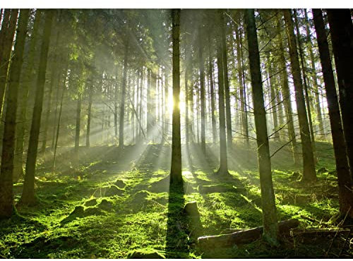 Runa Art Papel tapiz fotográfico Rayos de Sun en el bosque 352 x 250 cm Lana Fondo De Pantalla XXL Moderna Decoración De Pared Sala Cuarto Oficina Salón verde amarillo 9037011c