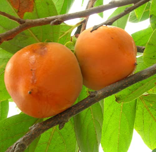 Albero di Cachi o Kaki varietà Vaniglia da frutto età 2 anni pianta vera di Cachi o Kaki innestata Vivaio Annese
