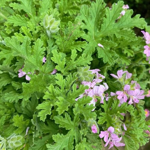 Geranio al limone - gerani profumati - giardino di esotiche semi di selvatici semi come bomboniera tappezzante 75semi