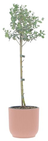 KENTIS - Eucalyptus Gunnii - Alberello Eucalipto - Piante Vere da Esterno Resistenti - Pianta da Giardino Antizanzara - H 40-50 Vaso Ø 15 cm