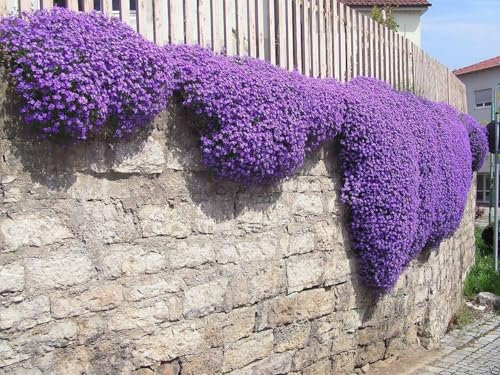 Buy4seeds 10Pcs Purple Color Creeping Thyme - Garden Plant Herb - Viable Seeds Easy to Grow Garden