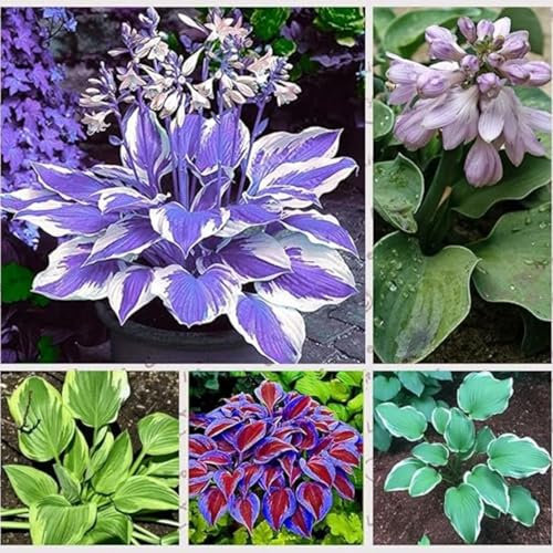 Hosta Bulbs Mix for Planting Now UK/Natural Organic/Strong Plants That Grow Well/Good for Containers/Greening Flower/Cut Flowers/Wedding Flowers.-4bulbs-A