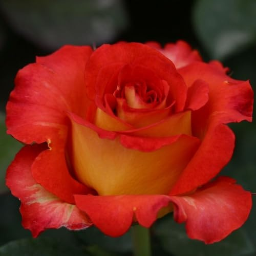 Edelrose Eilsabeth von Thüringen (Container)