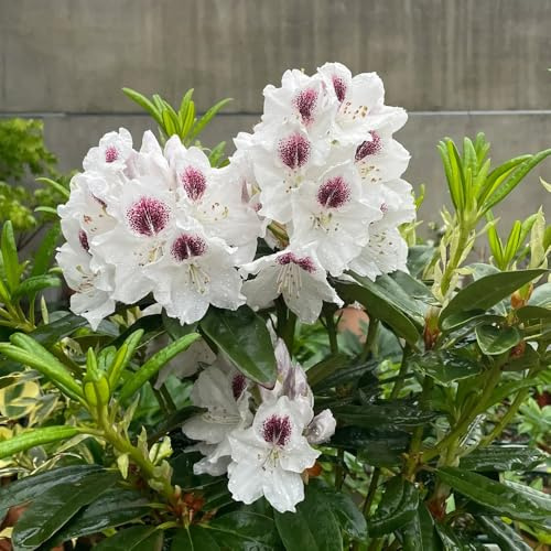 semi di rododendro, azalea in vaso giardino sul balcone intern 40pcs