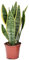 Plant in a Box - Sansevieria Laurentii - Plante d'intérieur facile - Langue de belle-mère - Pot 12cm - Hauteur 30-40cm