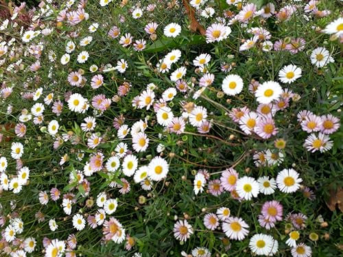 Erigeron karvinskianus 'Sea of Blossom' - syn. E. k. 'Stallone' Garden Plant Hardy Perennial Flowering Garden Plants Easy to Grow by Park Farm Plants (6 x Plug Plants)