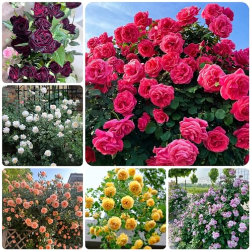 semillas de rosal - para lugares soleados, cortadas de rosal trepador resistentes de primavera, silvestres 40pcs