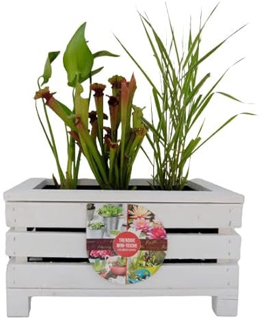 UNUS Kiste Holz Balkonteich Weiß