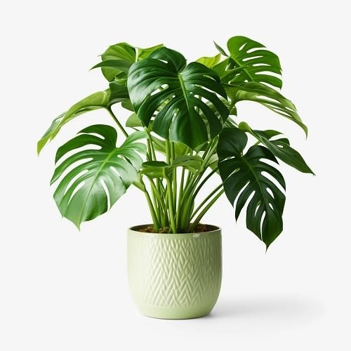 95pcs Green Monstera Plant Seeds