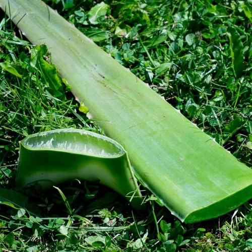 Jurassic Fruit Bio Aloe Vera Frischblatt – Aloe Vera Blatt in Rohkost-Qualität, 100% natürlich & unbehandelt – Von der Pflanze aus Bio-Anbau – Für Gel, Saft & Pflege 600–800 g